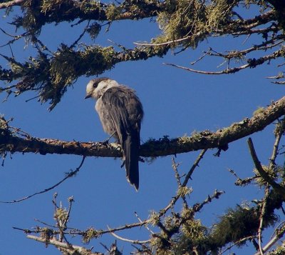 Jay Gray 07 Bloomingdale Bog NY 2.JPG