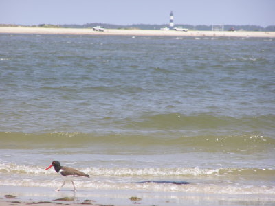 SandP Am Oystercatcher OuterB. NC 6-07 a.JPG