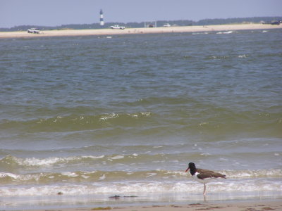 SandP Am Oystercatcher OuterB. NC 6-07 b.JPG