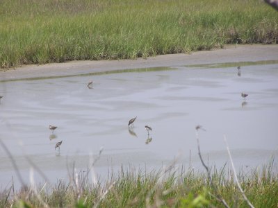 SandP Dowitcher Outer B NC 6-07 a.JPG