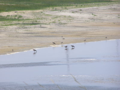 SandP Plover Piping OuterB NC 6-07 a.JPG