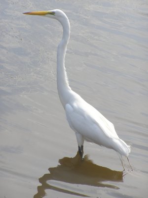 Egret Great MB SC 6-07 c.JPG