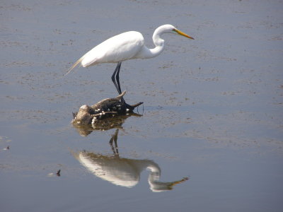 Egret Great MB SC 6-07 d.JPG