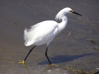 4. Heron, Egret, Stork, Rails, coot, Cormorant