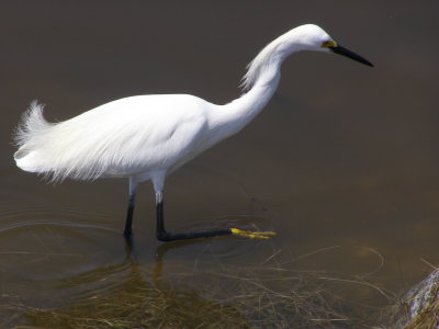 Egret Snowy MBSC 6-07 e.JPG