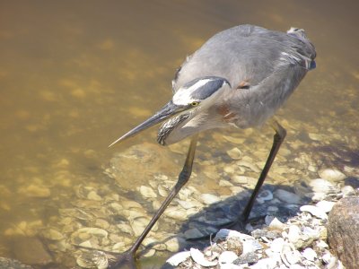 Heron Blue MBSC 6-07g.JPG