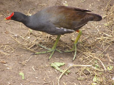 Moorhen MBSC 6-07.JPG