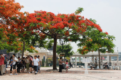 Flame Trees