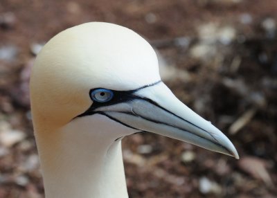 northern_gannets