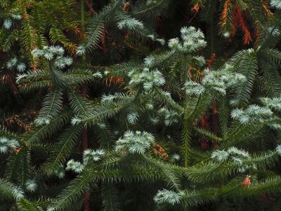 Tyler Arboretum