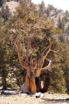 04 Bristlecone Pine 03.jpg