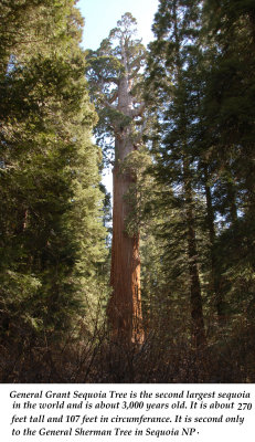02 General Grant Sequoia 01.jpg