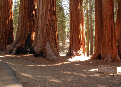 06 The Parker Group of big trees.jpg