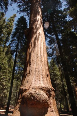 07 Sequoia forest 06.jpg