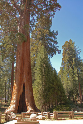 08 The Sentinel Sequoia 01.jpg