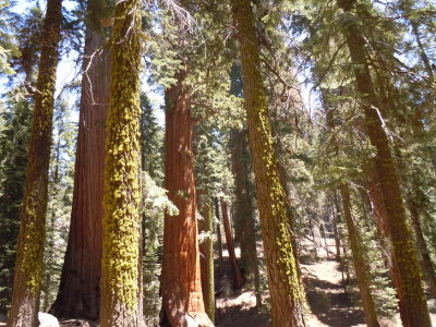 11 Sequoia forest 09.JPG