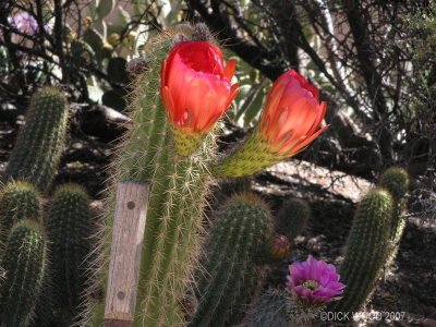 Cactus Flower 01.jpg