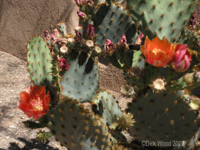 Cactus Flower 02.jpg