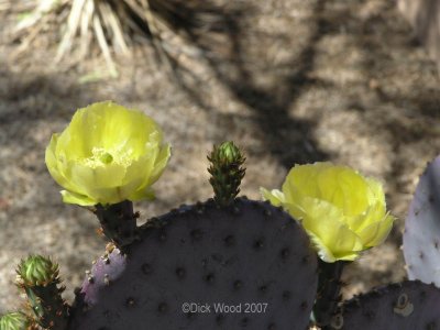 Cactus Flower 03.jpg