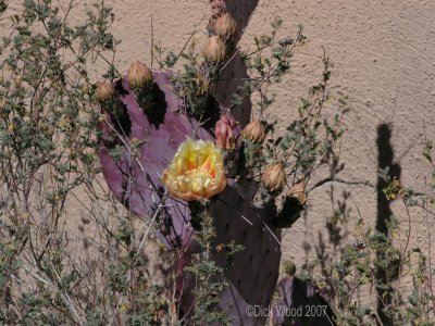 Cactus Flower 04.jpg