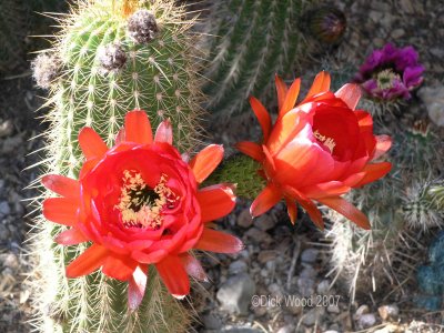 Cactus Flower 08.jpg