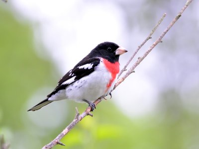 rosebreatedgrossbeakforweb.jpg