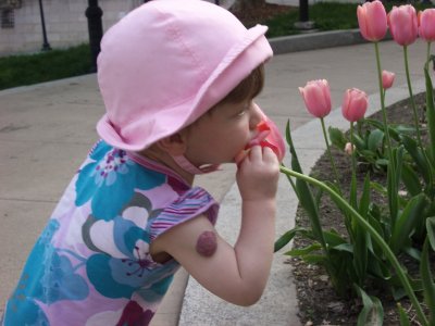 eating tulips