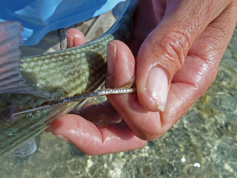 www.tarbone.org/.com... bonefish # HOP0773