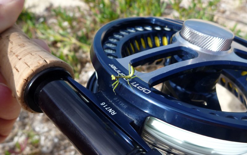 praying mantis pattern