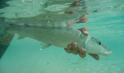 Eleuthera, Bahamas, Duck Inn, Feb 15 - Mar 8, 11th Annual Bonefish Tapout  2011