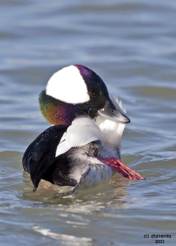 Bufflehead. Racine, WI