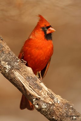 Northern Cardinal. Chesapeake, OH