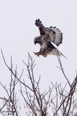 Rough-legged Hawk. Horicon Marsh, WI