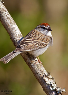 Chipping Sparrow. Chesapeake, OH