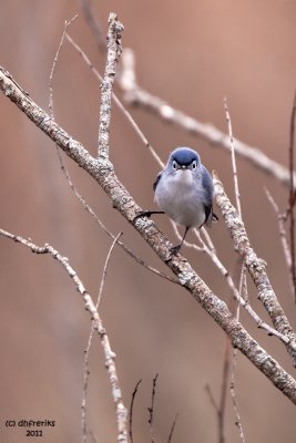 Blue-gray Gnatcatcher. Crown City Wildlife Area. OH