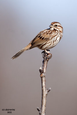 Song Sparrow. Horicon Marsh. WI