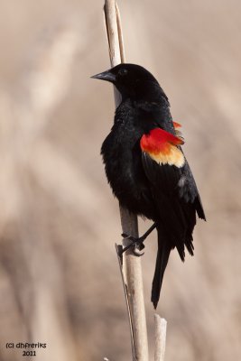 Red-winged Blackbird. Horicon Marsh, WI