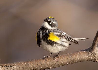 Yellow-rumped Warbler. Horicon Marsh. WI