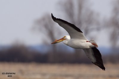 American White Pelican. Horicon Marsh. WI