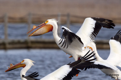 American White Pelicans. Horicon Marsh. WI