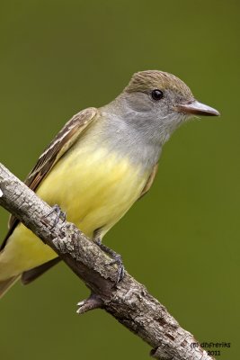 Great-crested Flycatcher. Chesapeake,OH