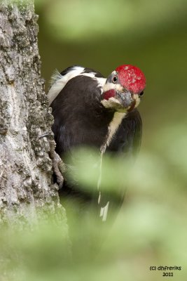 Pileated Woodpecker. Chesapeake, OH