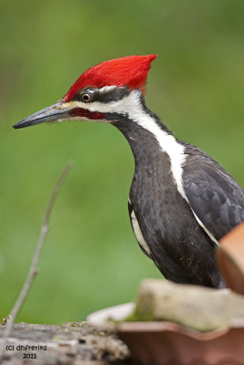 Pileated Woodpecker. Chesapeake, OH