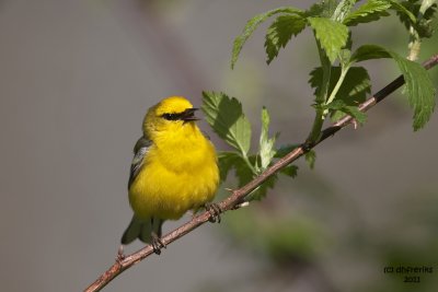 Blue-winged Warbler. Southern OH