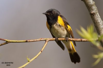 American Redstart. Southern OH