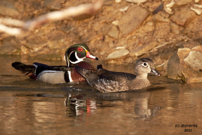 IWood Ducks. Southern OH