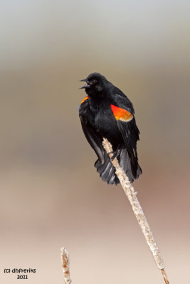 Red-winged Blackbird. Horicon Marsh, WI