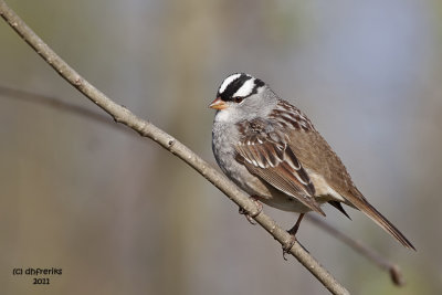 White-crowned Sparrow. Lake Park, Milwaukee