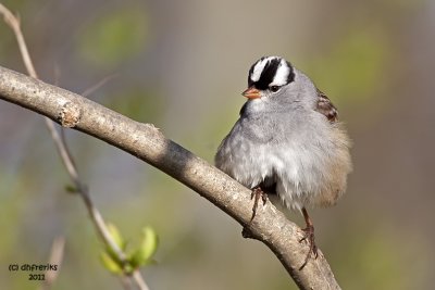 White-crowned Sparrow. Lake Park, Milwaukee