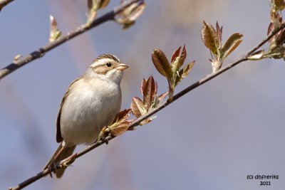 Clay-colored Sparrow. Doctor's Park, Milwaukee